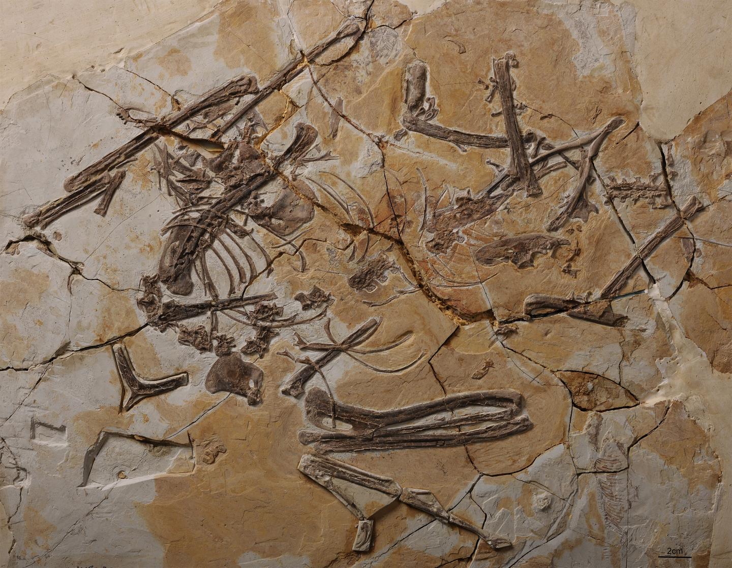 <i>Sapeornis chaoyangensis</i> Specimen IVPP V19058.