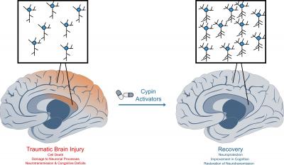 Cypin Activators