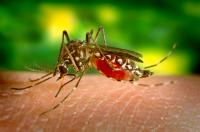 <i>Aedes aegypti</i>