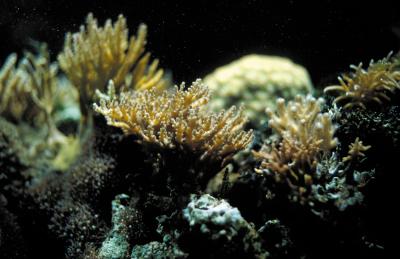 Coral