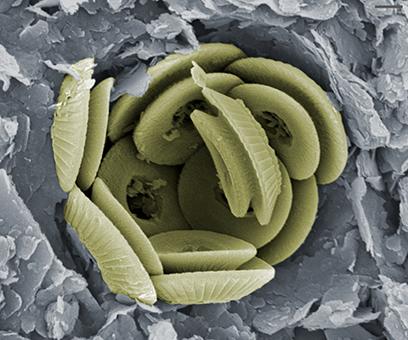 <i>Coccolithus pelagicus</i>