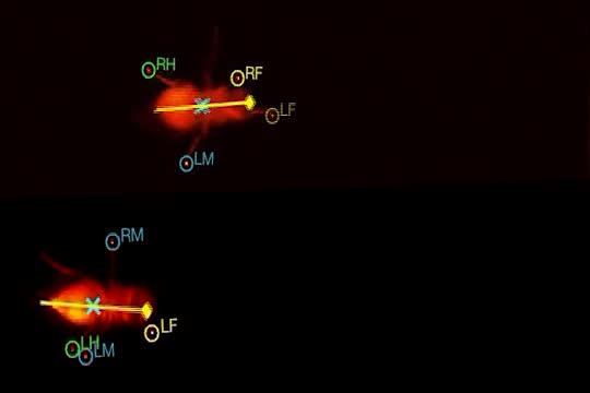 Serotonin Slows Walking Speed