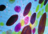Photo of Chromatophores in Squid Skin