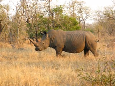 A Legal Trade? Taking Africa's Rhino by the Horns (2 of 5)