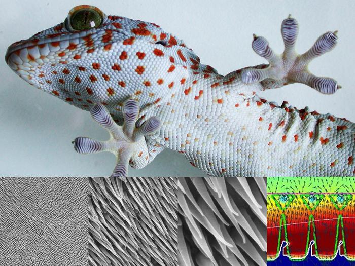 Tokay gecko clings to a pane of glass and a computer simulation mimics setulae