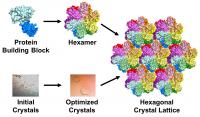 HIV Capsid Protein Building Blocks