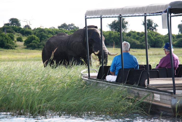 Tourists observing an elephant at close range