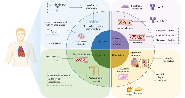 The pathological mechanism of CVDs