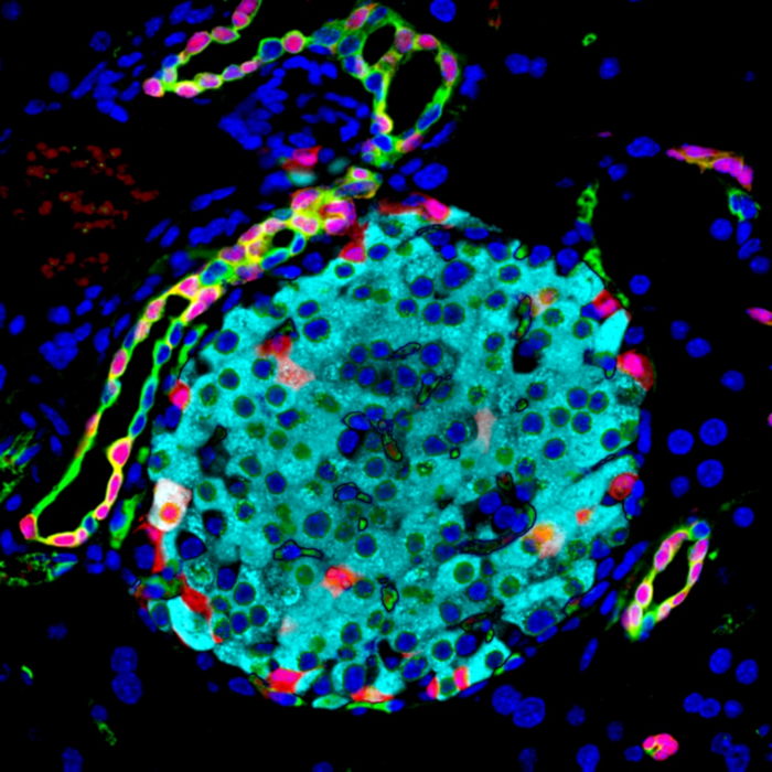 Pancreatic cells that produce and release hormones that regulate glucose