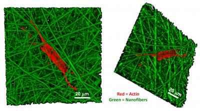 Shaping Up: Controlling a Stem Cell's Form Can Determine Its Fate