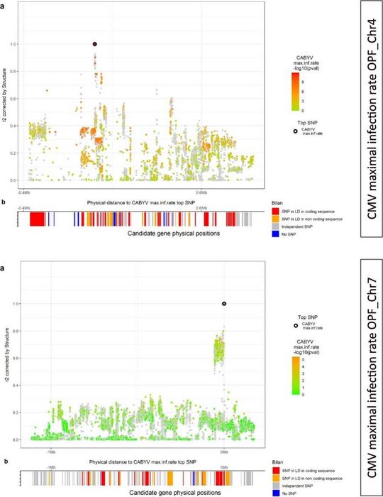 Local LD study on the QTL controlling the CABYV maximum infection rate on chromosome 4 (upper part) [8.6–10.6 Mb] and on chromosome 7 (lower part).