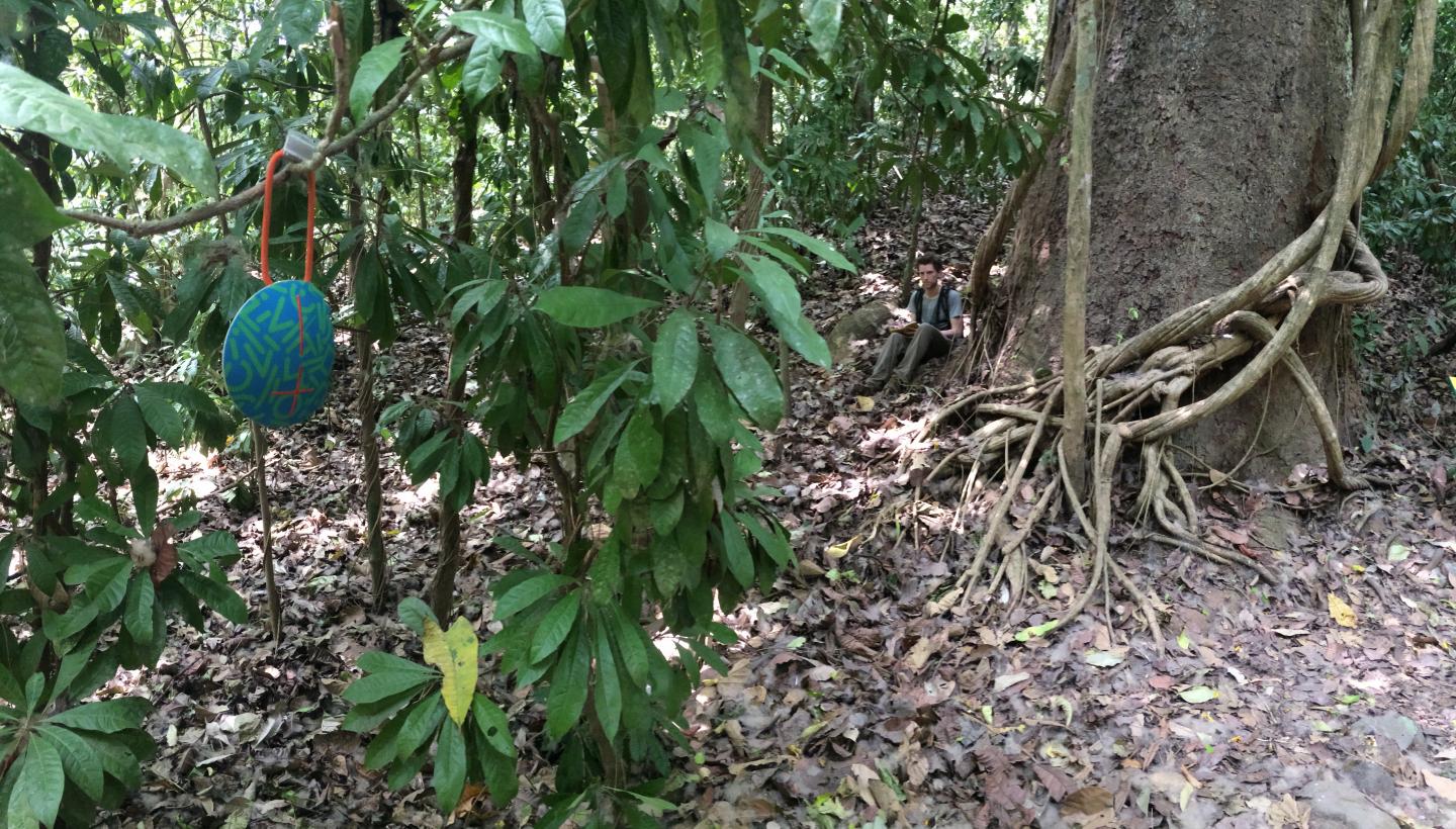 Wireless Speakers in Trees Broadcasting Songs