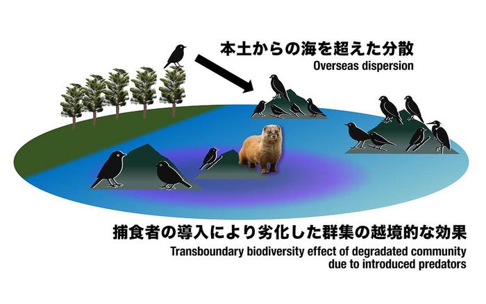 Schematic diagram of the mechanisms driving changes in insular bird assemblages on less-isolated islands during the Anthropocene.