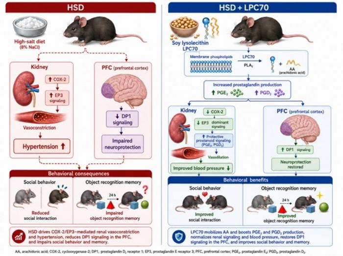 Proposed mechanism of LPC70 in attenuating hypertension and behavioral impairments in high-salt diet (HSD) conditions