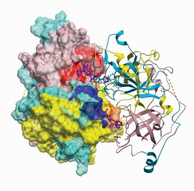 New Chemical Probe