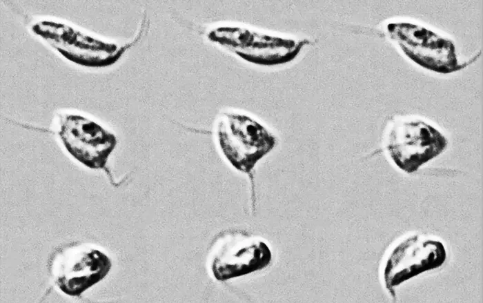 Directional control of gliding in apusomonads requires flagellar waveform asymmetry and cell body contraction