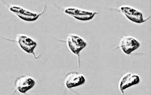 Directional control of gliding in apusomonads requires flagellar waveform asymmetry and cell body contraction