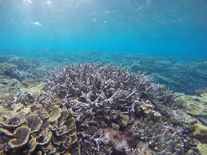 Reef in China