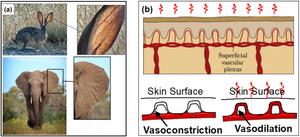Nature-inspired Vascular Building Materials