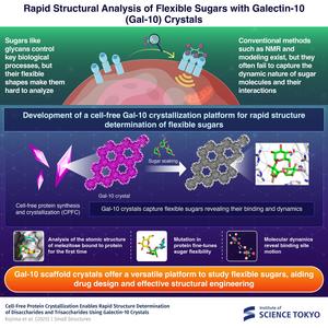 Rapid Structure Analysis of Flexible Sugars with Galectin-10 Crystals