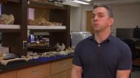 Gracile Human Bones