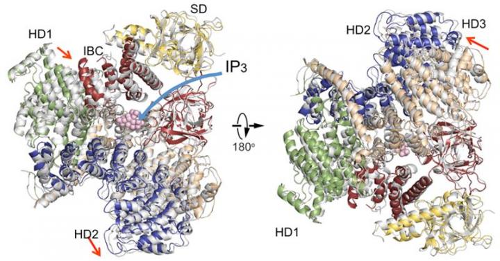 Comparison of IP3R Cytosolic Domain Structures