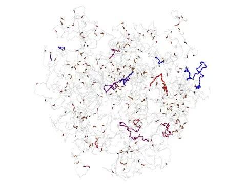 Condensing Mitotic Chromosome