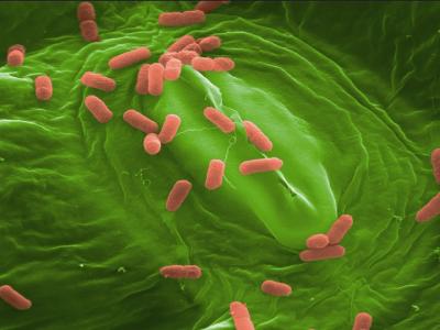 Association of <I>Escherichia coli</I> with Rocket Leaves