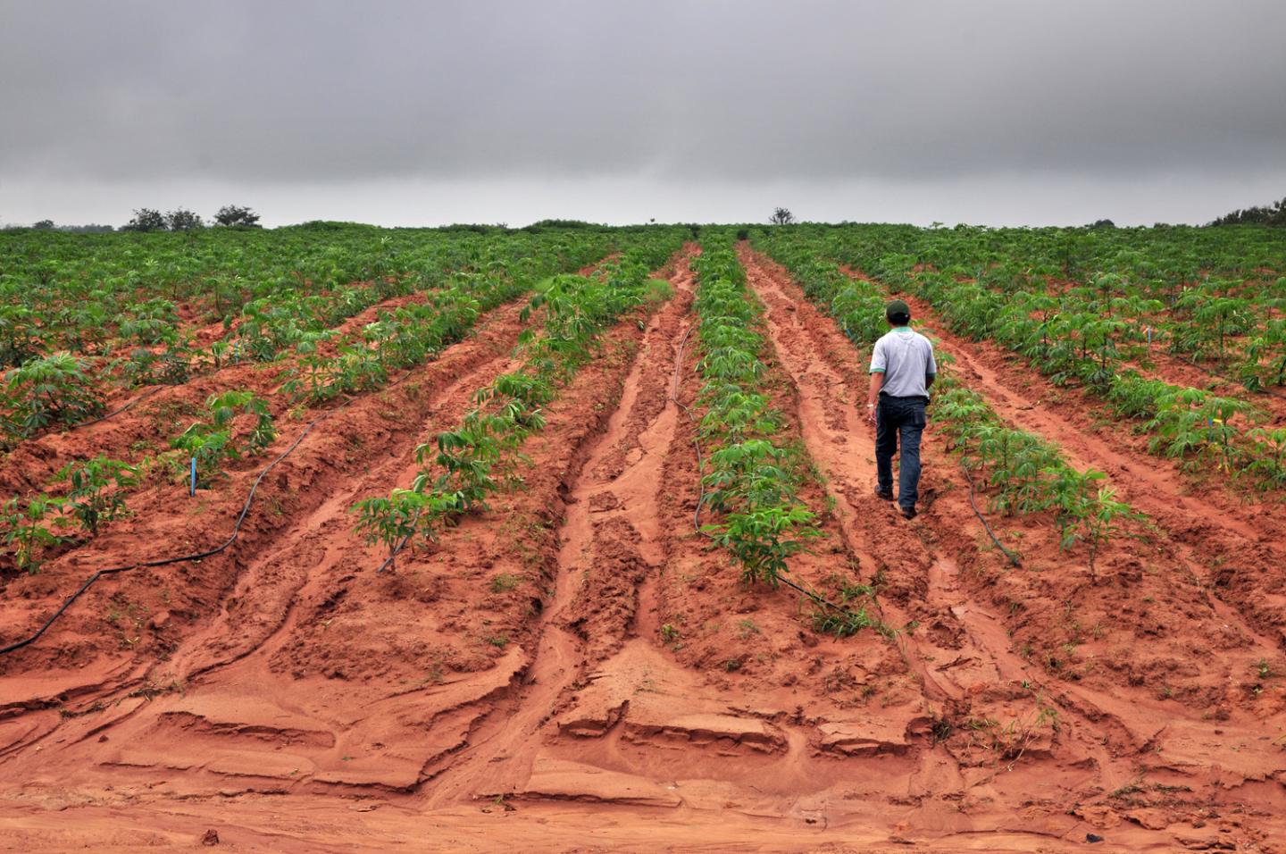 Cassava Field Thailand