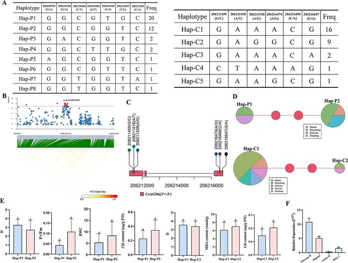 Haplotype analysis of CsAGD6 and its association with drought resistance in tea germplasms.