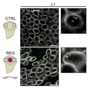 Researchers discover DNA organization is key to tissue regeneration