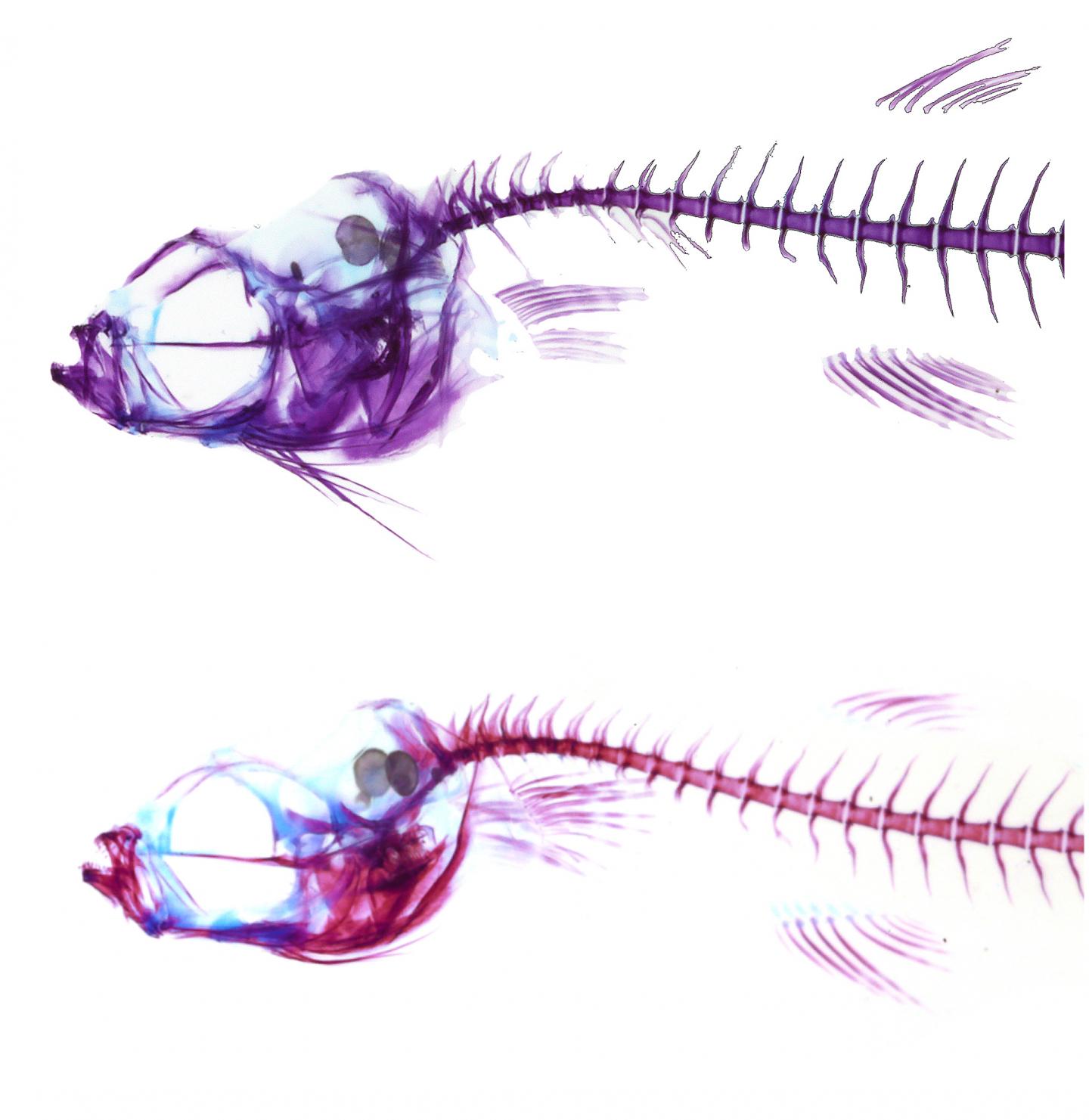 Differentiated at Birth