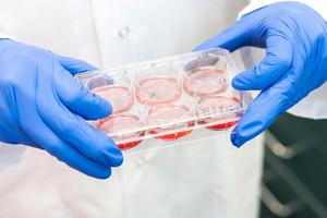 Organoids Tray