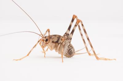 Asian Camel Cricket