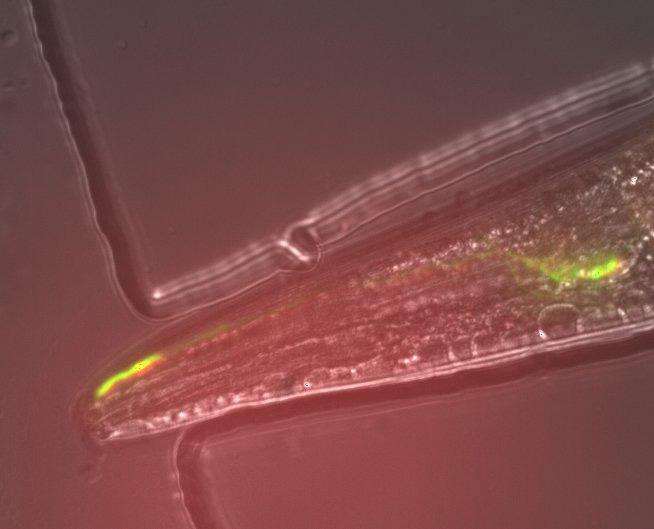 Archer1 Senses Neuronal Voltage Changes in a Behaving Organism