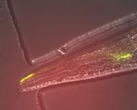 Archer1 Senses Neuronal Voltage Changes in a Behaving Organism