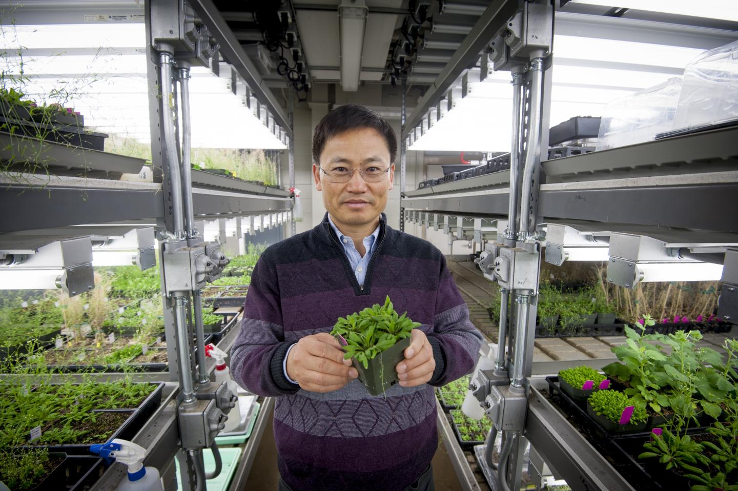 Demystifying How Plants Handle Stress