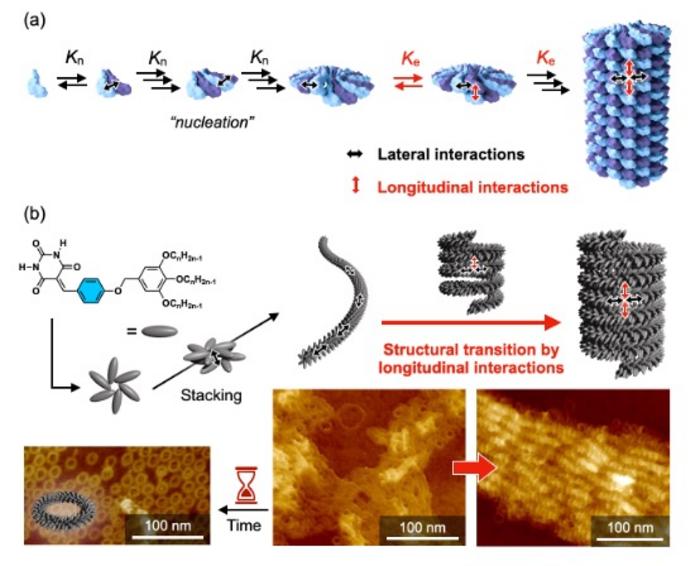 Self-assembly guided by cooperativity arising from helix structure and structural transition in response to solution temperature