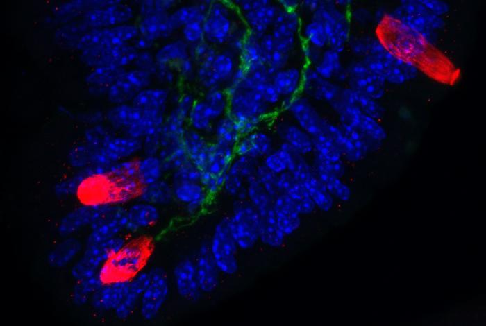 Neurons lay closely with tuft cells in the small intestines. Neurons (green), tuft cells (red), nuclei (blue).