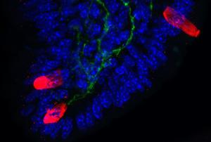 Neurons lay closely with tuft cells in the small intestines. Neurons (green), tuft cells (red), nuclei (blue).