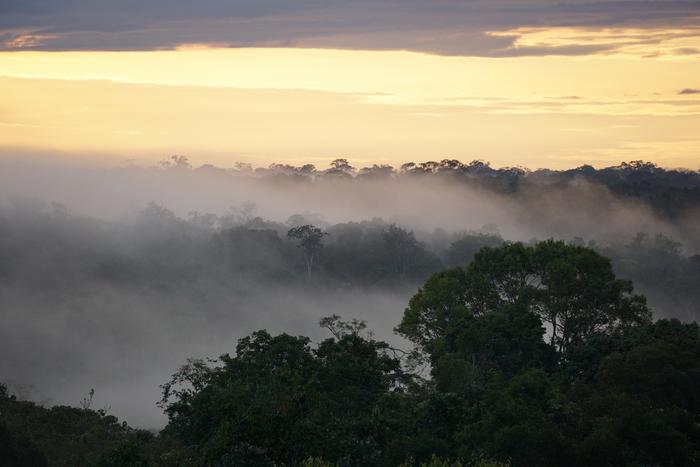 Amazon rainforest canopy