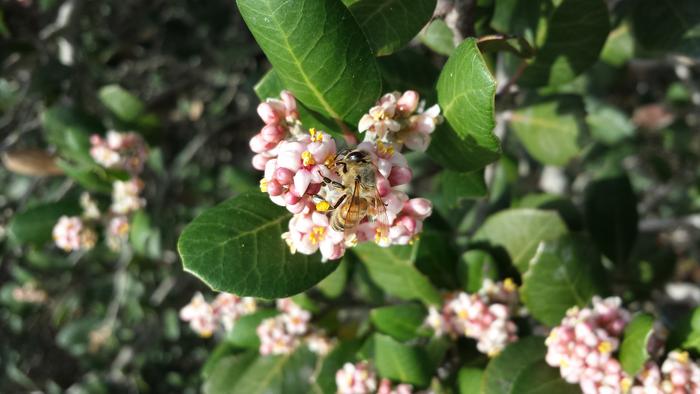 Honey bee on rhus plant