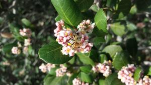 Honey bee on rhus plant