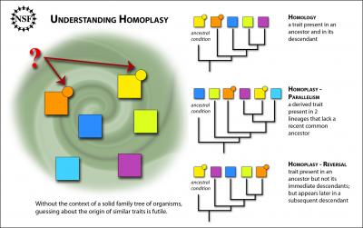 Homoplasy