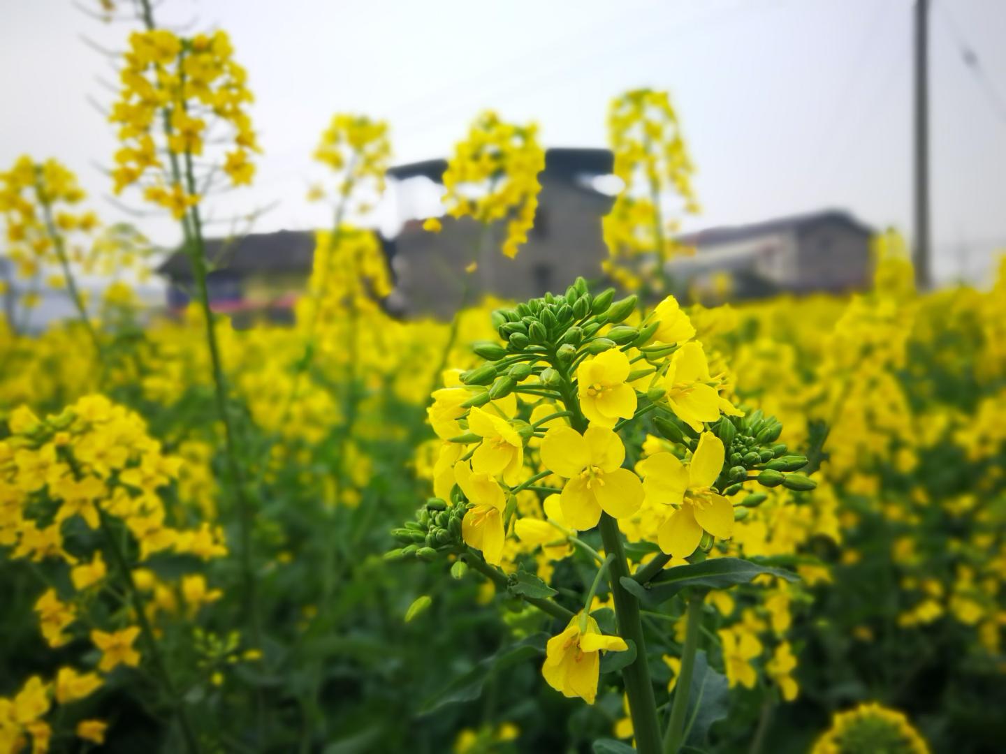 Rapeseed Plants