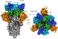 Electron Microscopy 3D Reconstruction Showing Surfaces