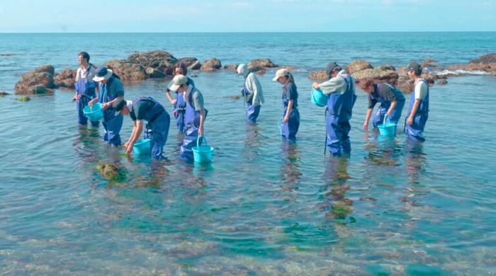 Students from across Japan collecting diverse seaweed species living along the coast during the open marine practicum