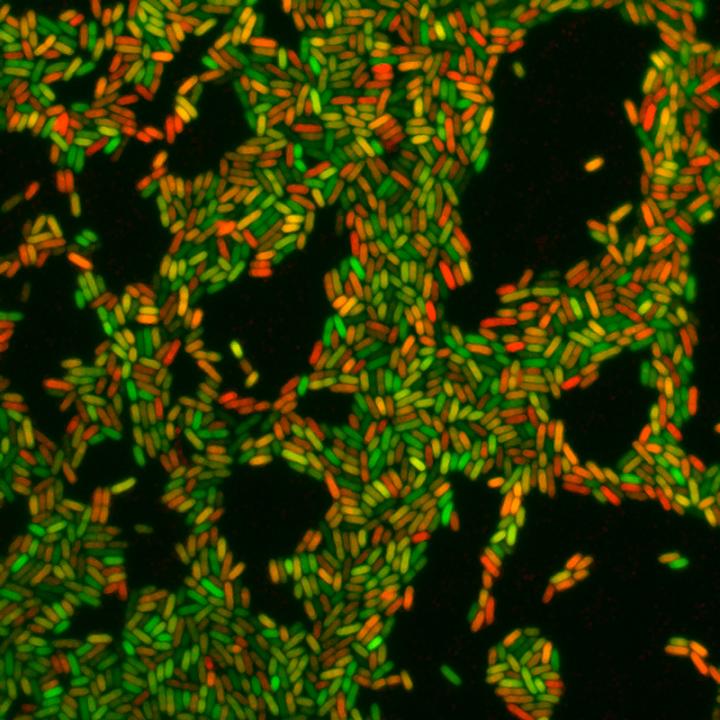 Calcium Induces Chronic Lung Infections