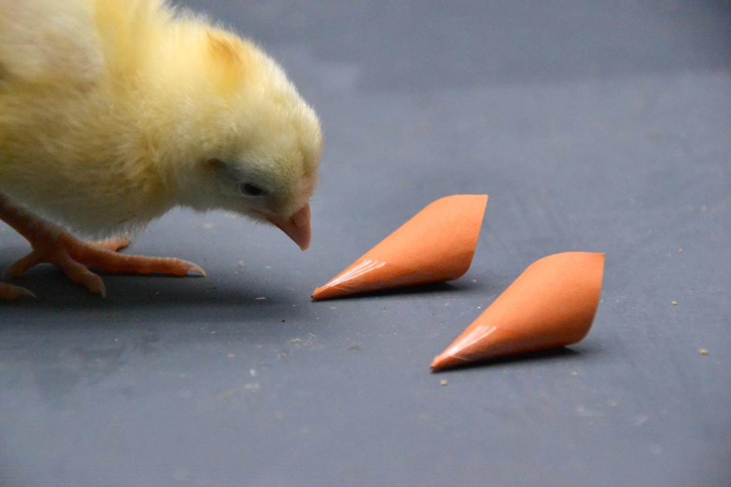Chicken During the Experiment