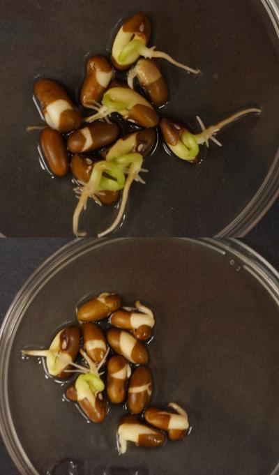 Treated Bean Seeds